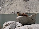 Langley's King Marmot!